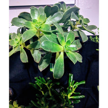 12 Pocket Indoor Waterproof Vertical Living Wall Planter - 4D's T&D Inc